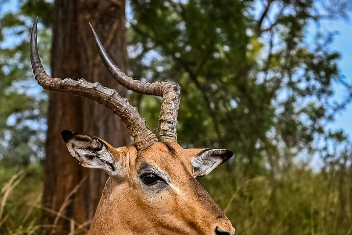 Day safari in Pilanesberg National Park  - Photo 1 of 20